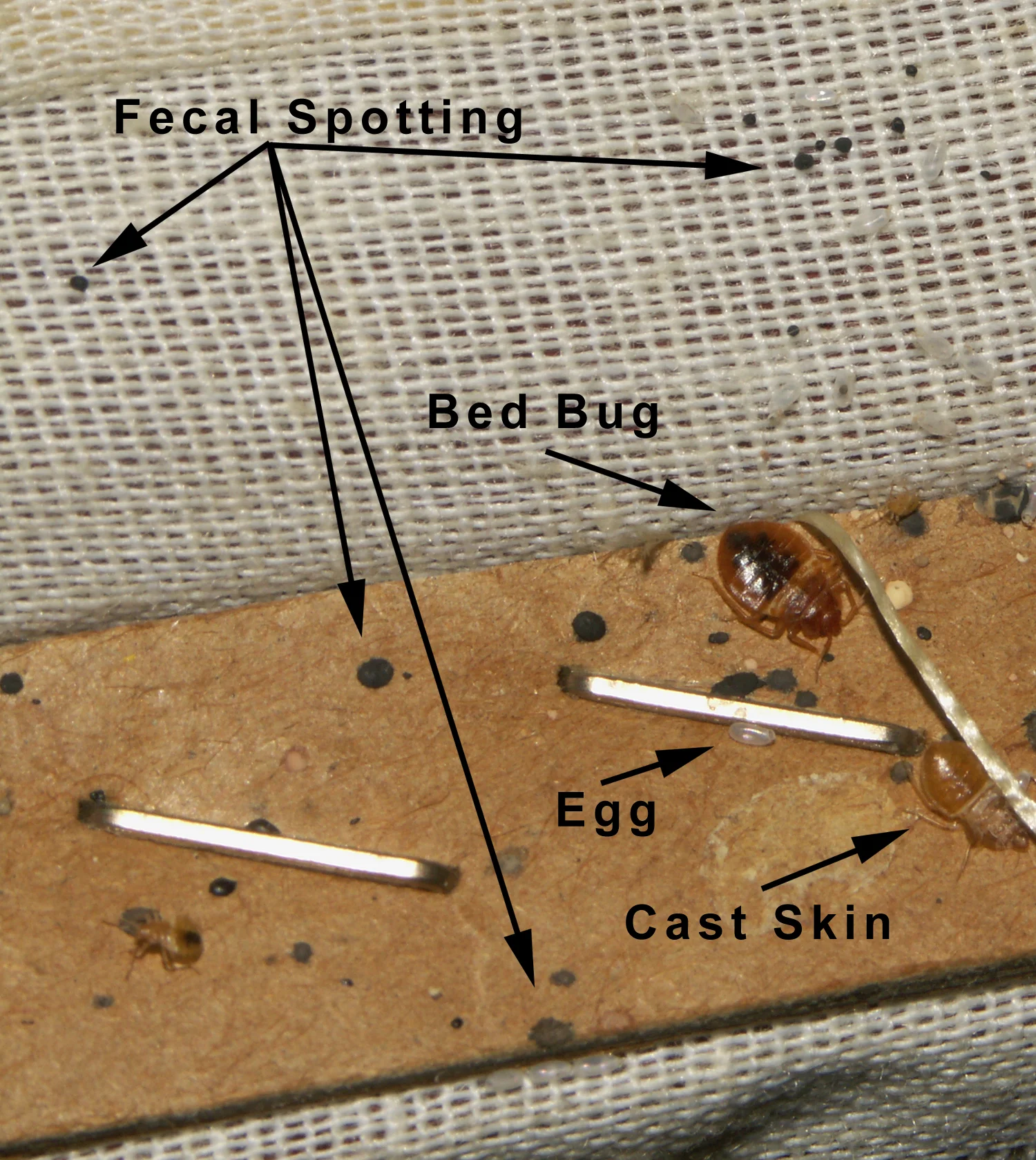 Bed Bug Cues and Miscues Bed Bug Mutts